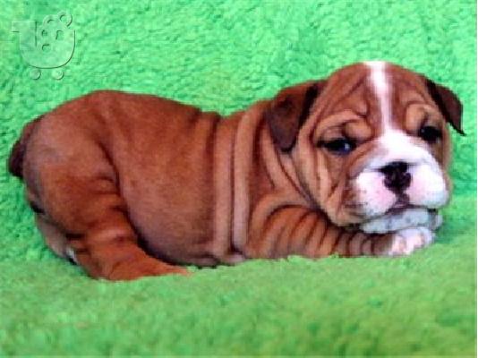 PoulaTo: charming and loving english bulldog puppies for sale
